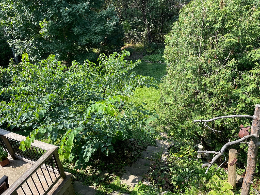 Our backyard reaching maturity