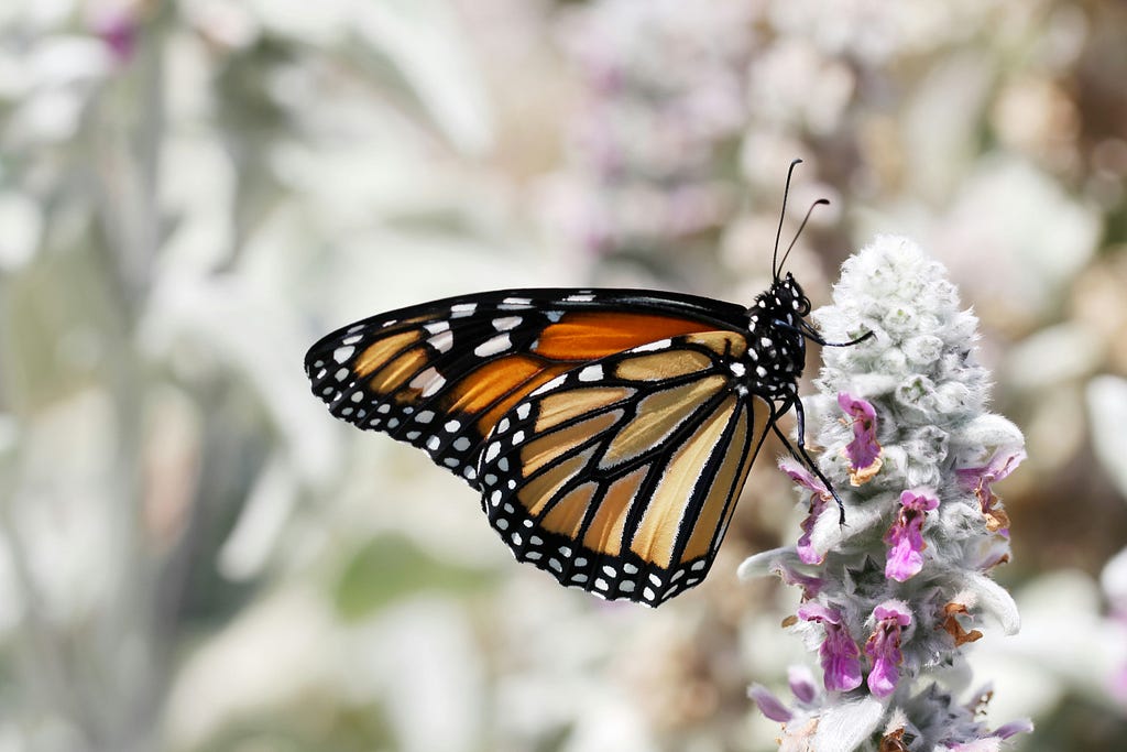 A butterfly latching onto a flower, trying to get pollen.