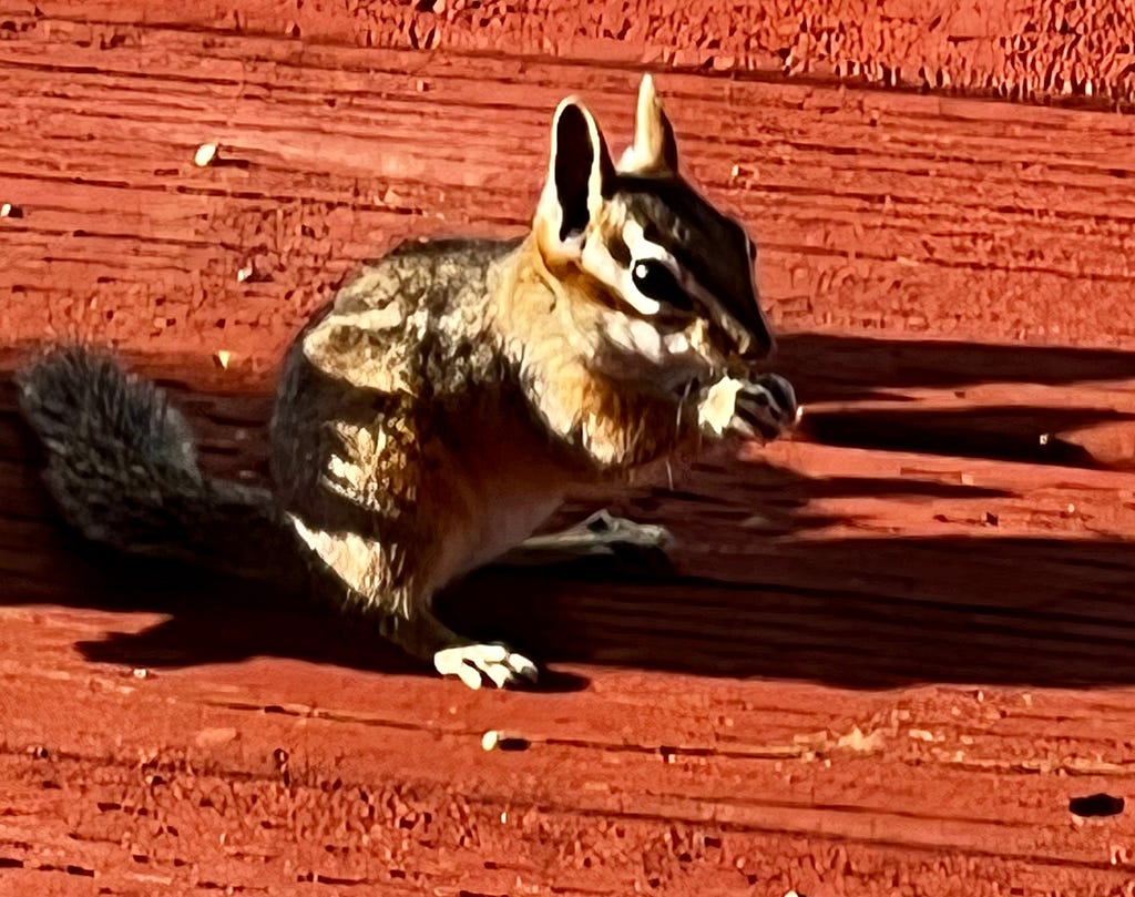 A chipmunk eating birdseed against a rusty red painted porch floor.