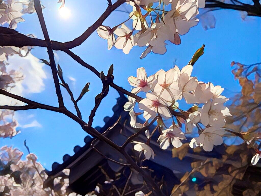 White cherry blossoms with a temple roof and a blue sky in the background.