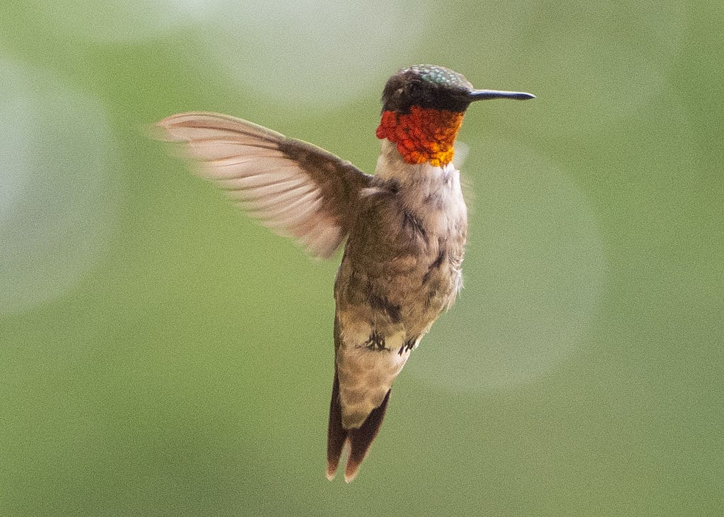 male Ruby-throated Hummingbird