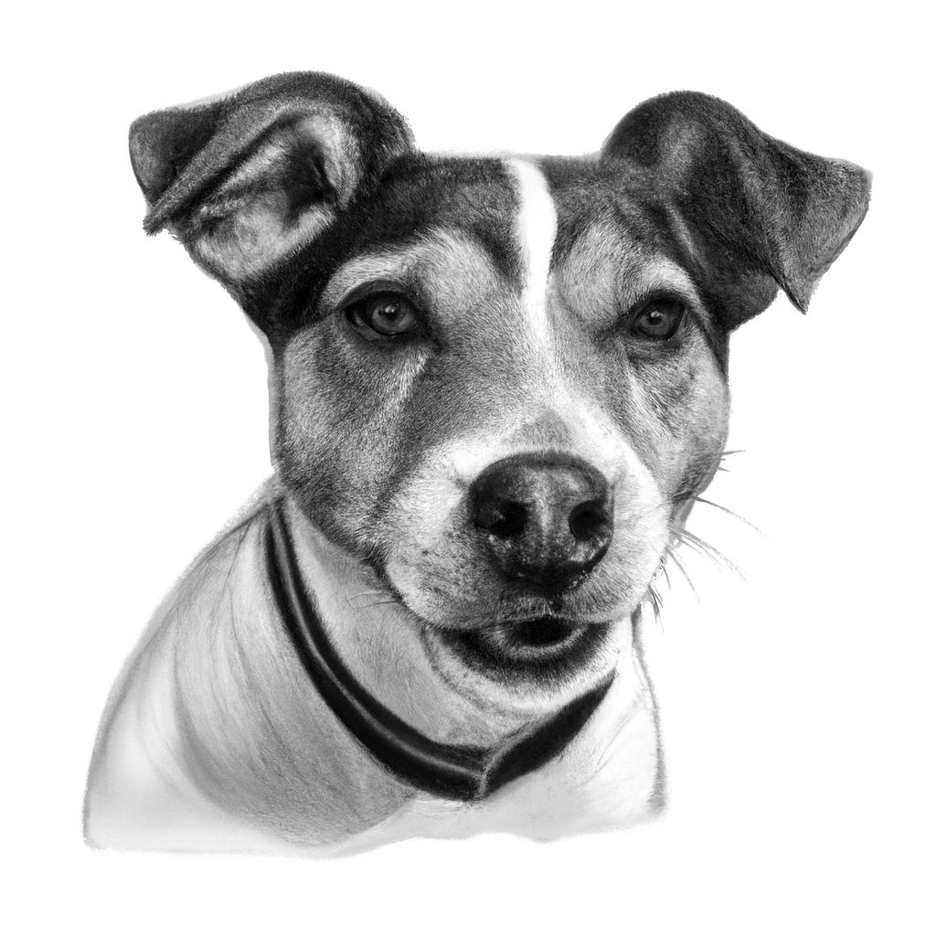 A pencil and charcoal portrait drawing of a Jack Russell Terrier