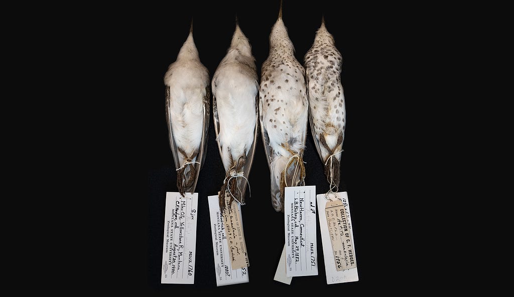 A picture of four birds with tags on their feet.