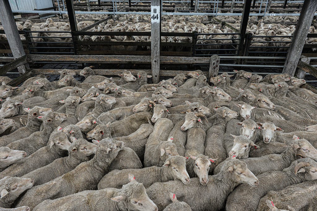 Sheep at Ballarat stockyards, Australia.