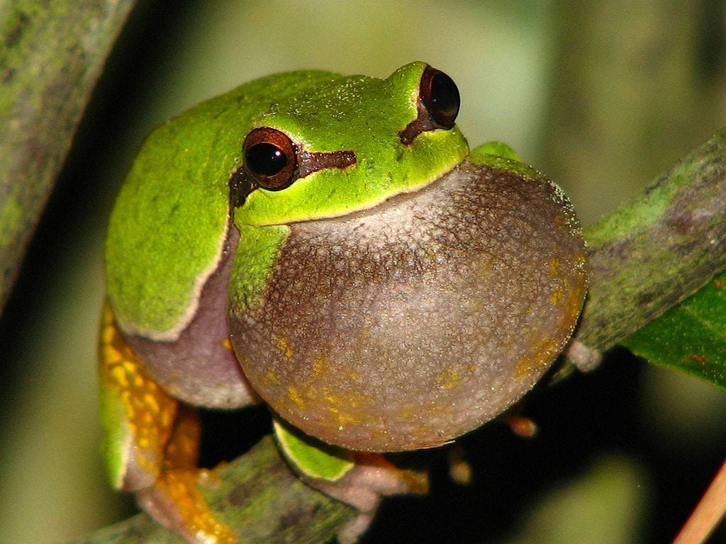 Green frog with an inflated throat sits on a tree branch