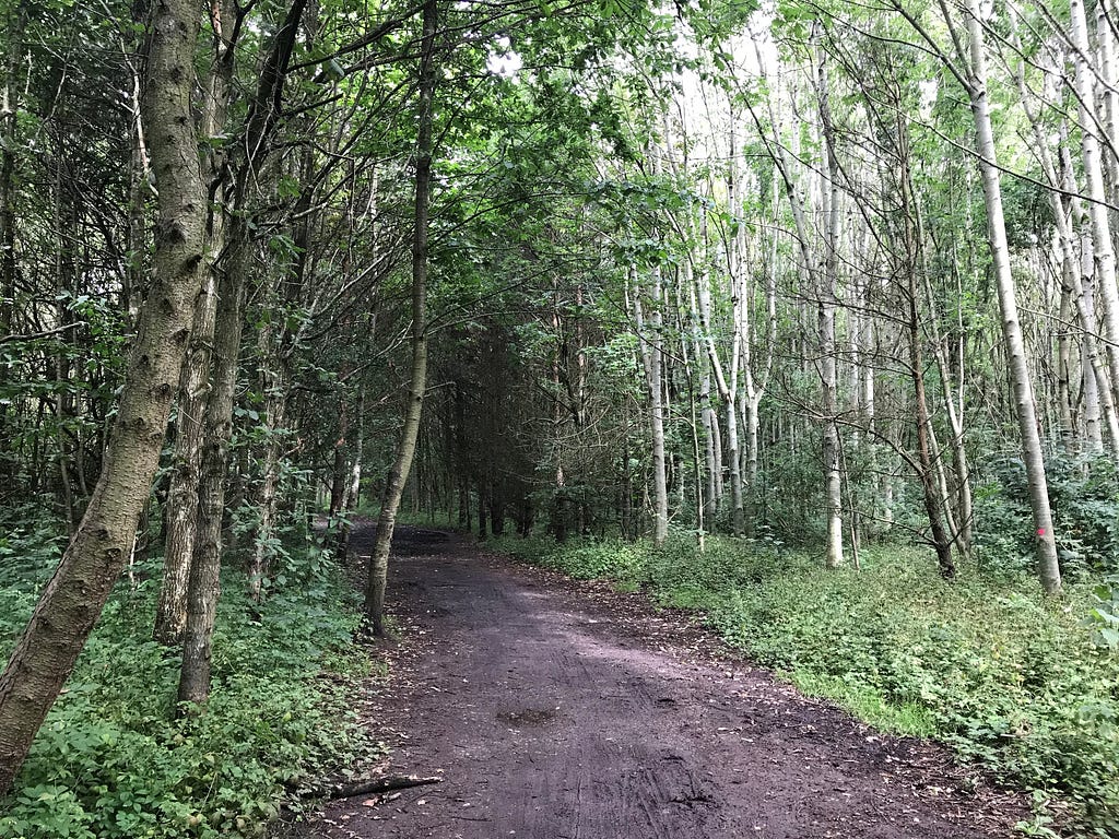 Muddy trail through woods