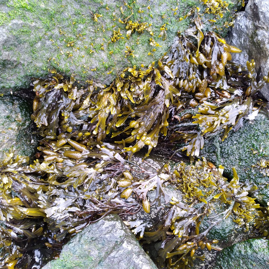 Olive-brown Bladderwrack seaweed with “strap-like, branching fronds that have air-filled ‘bladders’ along their length” attached to rocks situated in the water, along the shoreline at Marsha P. Johnson State Park in Brooklyn, New York.
