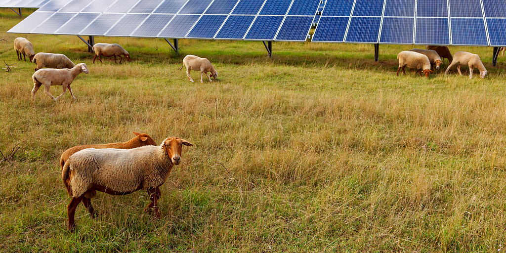 Photo of sheep grazing around an array of solar panels, located in a grassy field