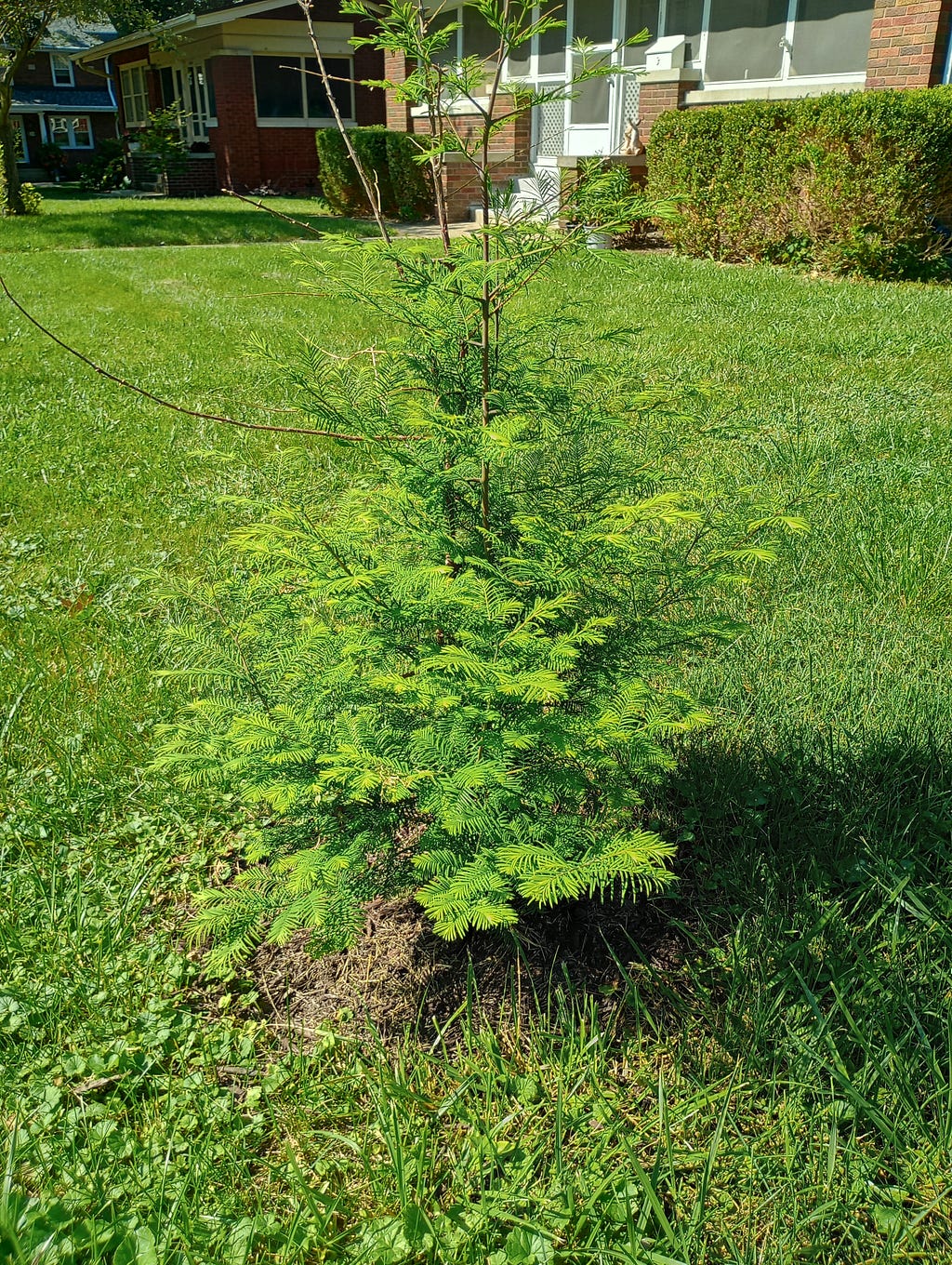 A dawn redwood with emerald-green, thin, spindly leaves grows on a lawn.