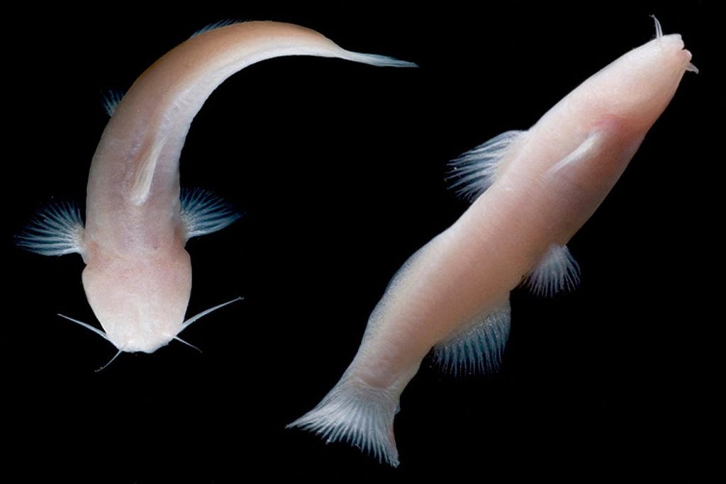 2 pale white, eyeless fish