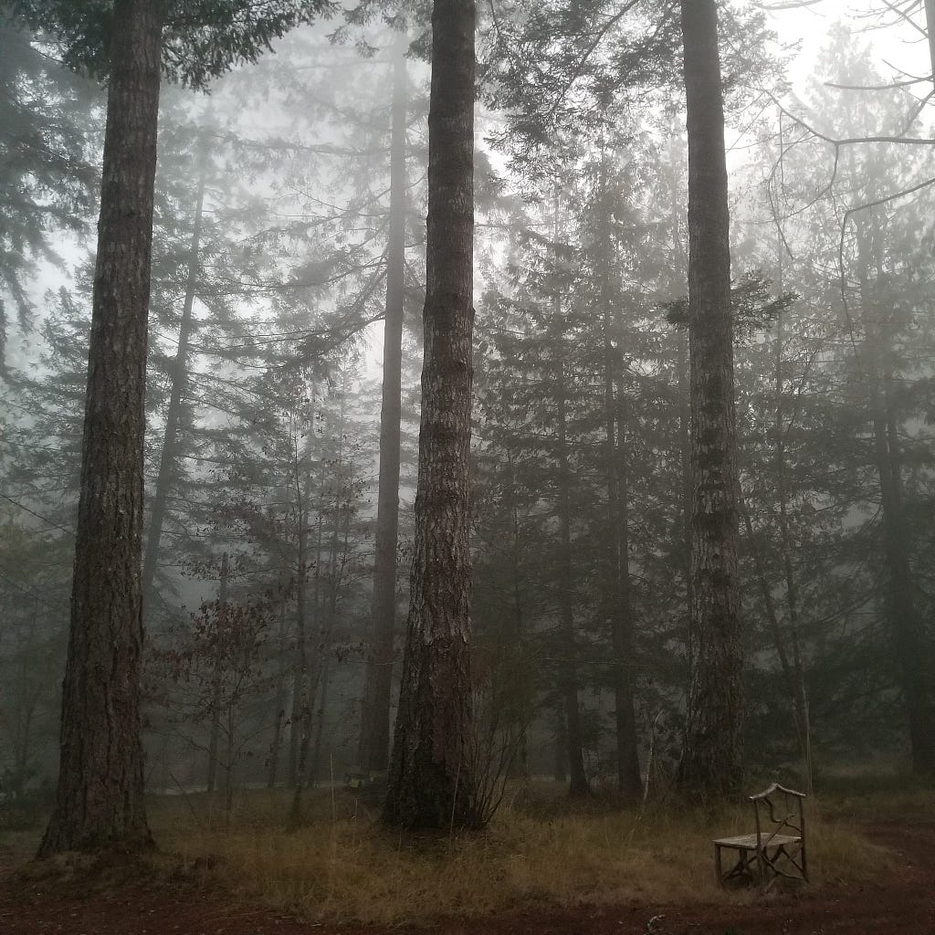 A foggy forest scene with a hand made wooden bench
