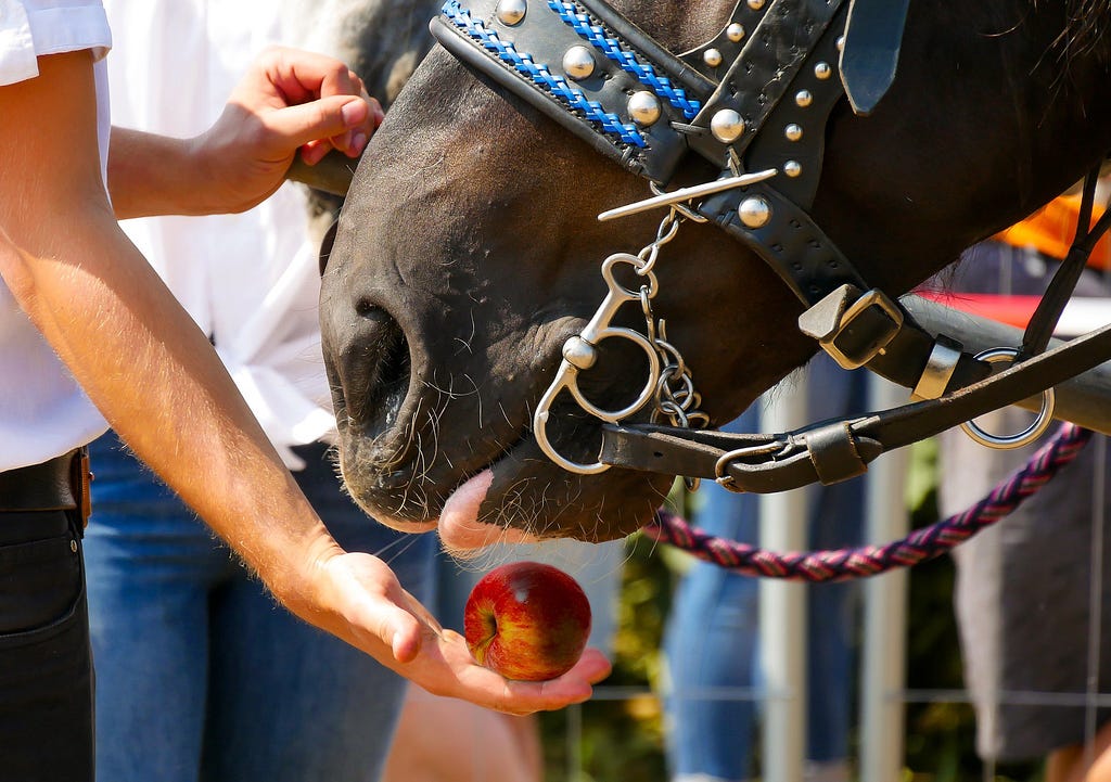 horse sniffing apple