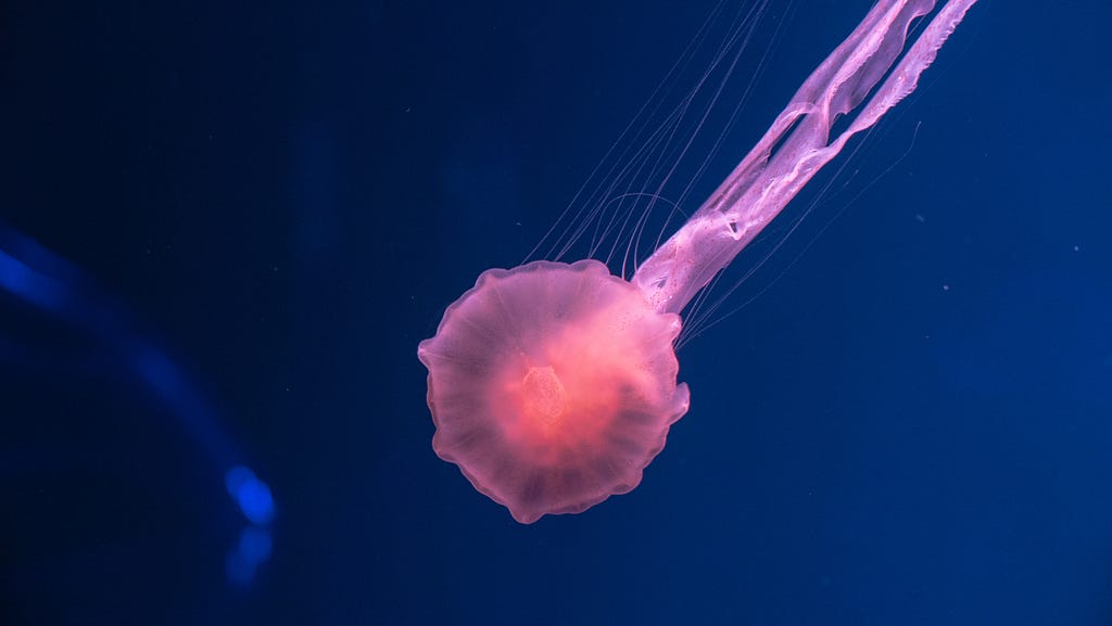 Photo of a jellyfish — photo courtesy of Sangga Rima Roman Selia on Unsplash