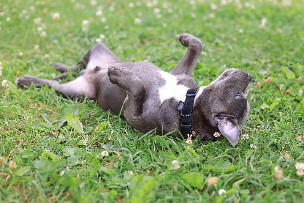 A dog is laying on the grass on his back.