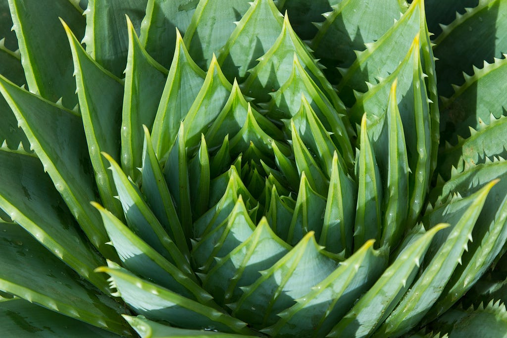 Aloe-vera plant.