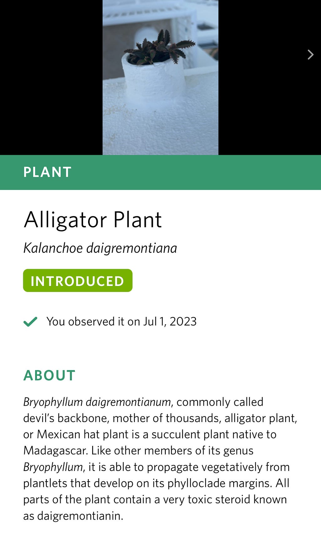 A mobile screenshot of the Seek app where the app ID’d it as an Alligator Plant, which may be toxic.