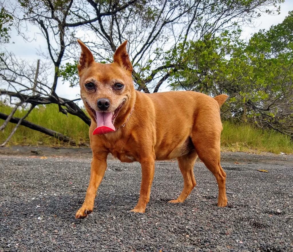 Happy dog stands facing the camera, with her paws in the black sand that resembles flat black beans.