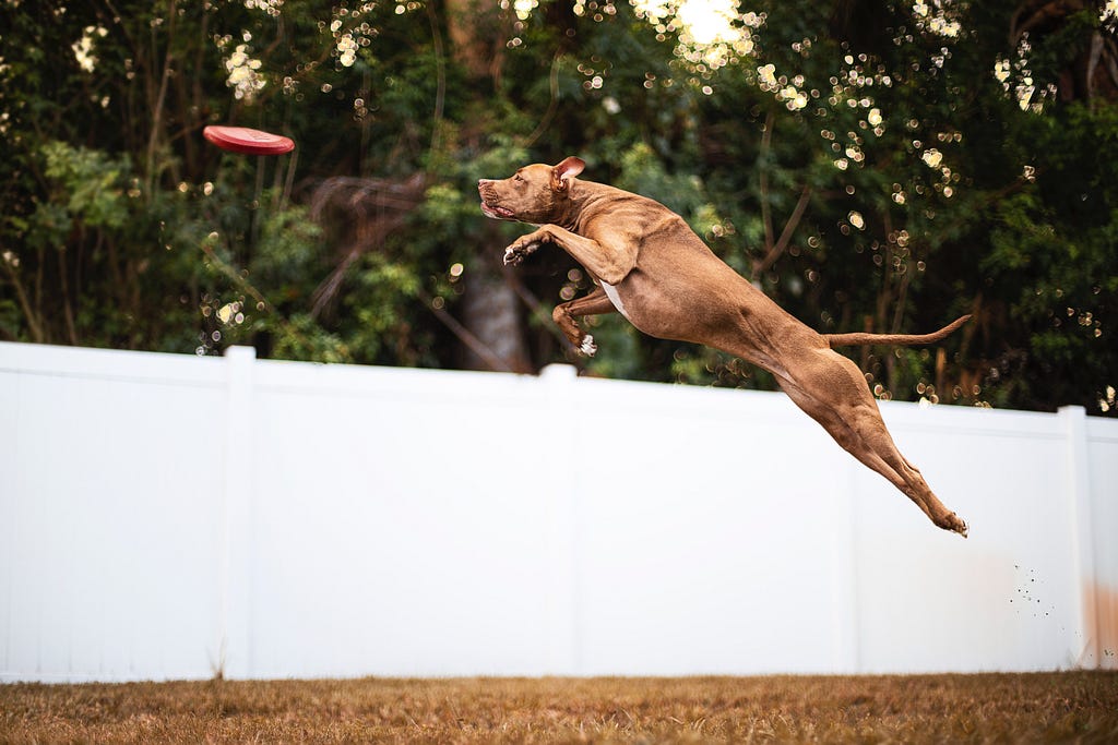 Dog retrieving a frisbee.