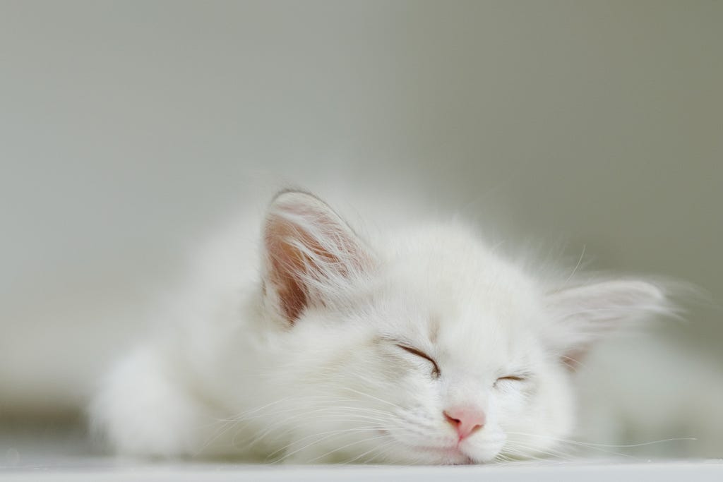 A white cat with closed eyes, laying its chin on the floor, sleeping.