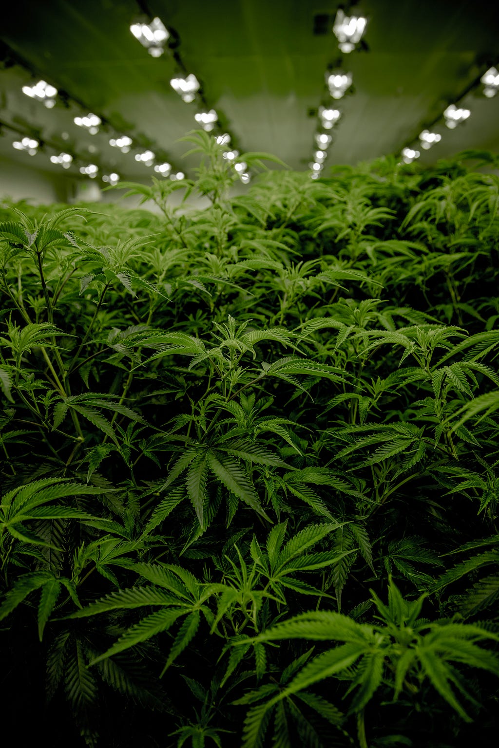 Marijuana plants in a growing facility.