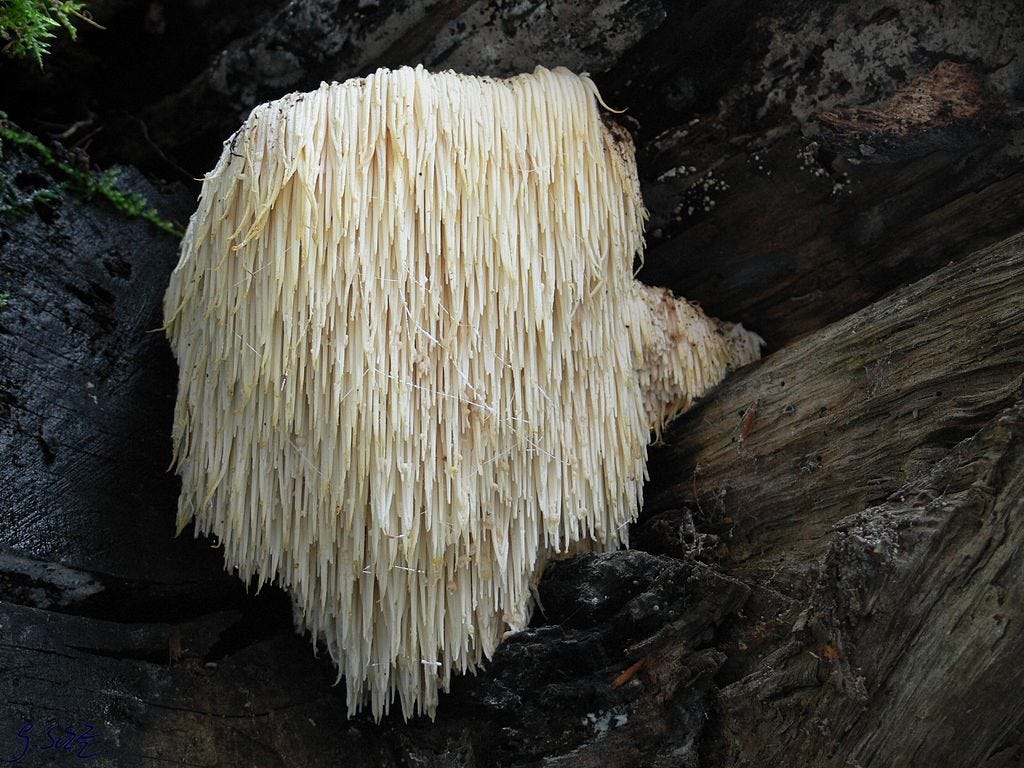 Hericium erinaceus