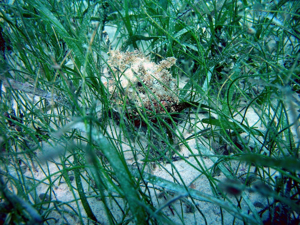 A scorpionfish hides in the seagrass. Photo: NOAA