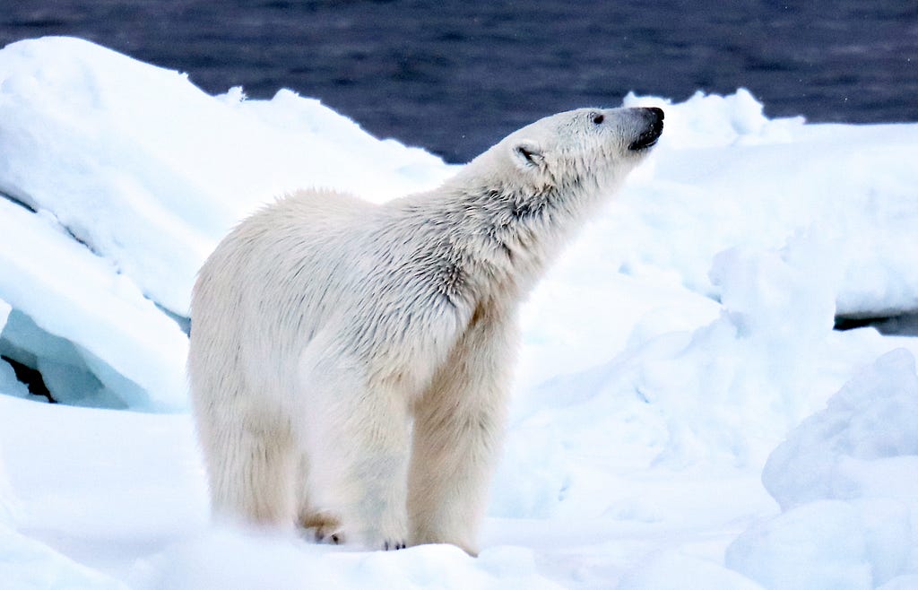 polar bear standing on sea ice with water in the background