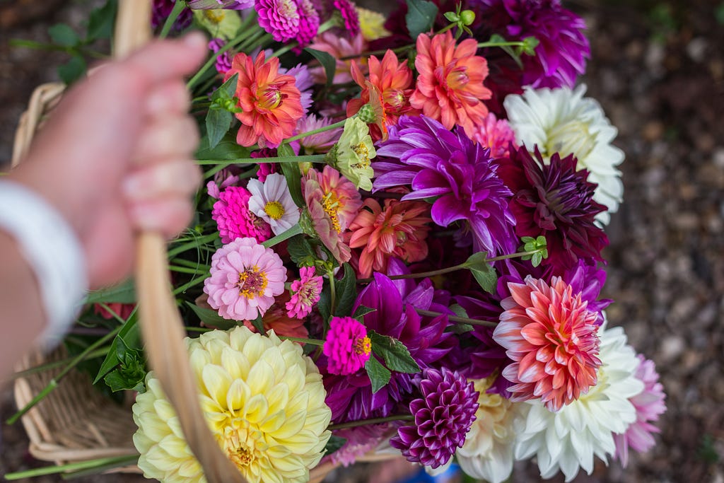 Dahlias and zinnias being the flowers of choice because they come in so many shapes, colors, and sizes, and are the subject of many photos during the summer months!