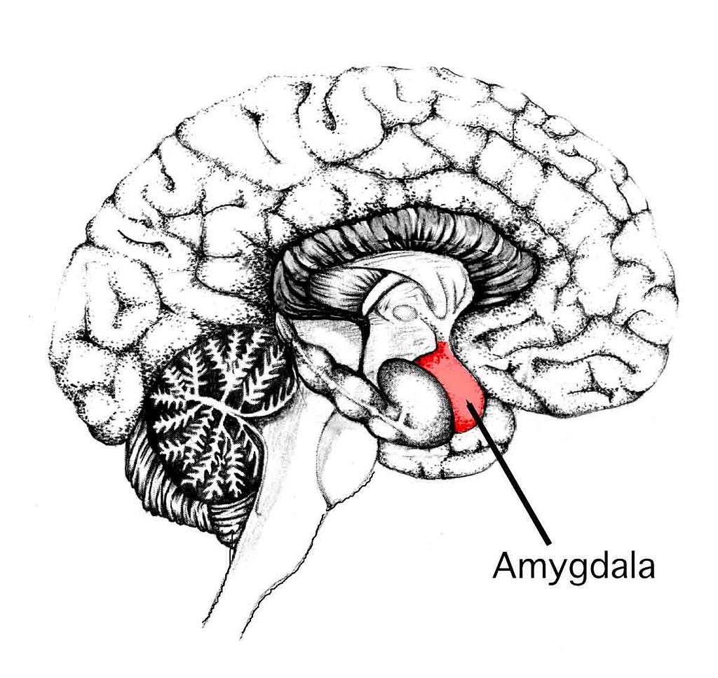 amygdala illustration