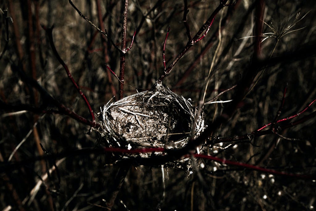 Bird’s nest in branches