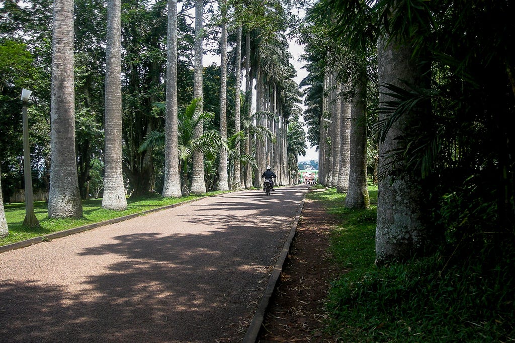 A man on a motorbike rides into the distance at Aburi Botanical Gardens. Aburi, Ghana, August 2008.