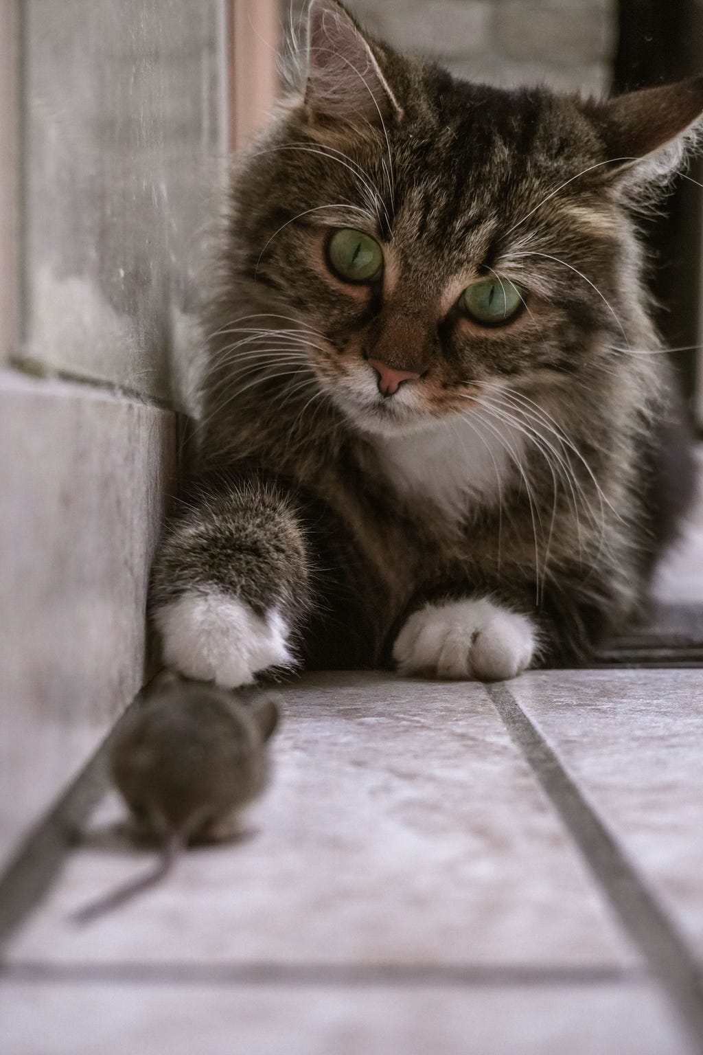 Medium-haired tabby with white paws reaching towards a mouse