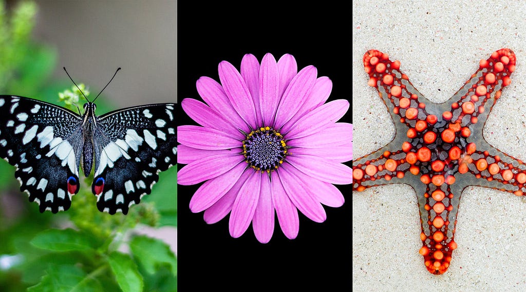 Symmetry in nature — butterfly, flower, starfish.