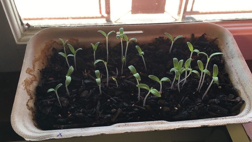Twenty tomato plant sprouts started from seeds are sprouting out of a temporary pot, a dirt filled take out box.