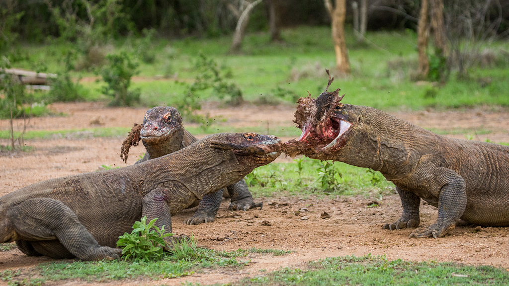 Three Komodo dragons feasting on a large piece of prey. The two dragons on the left are tearing at the flesh, while the one on the right has a large chunk of meat in its mouth. The scene takes place in a grassy, forested area with a dirt ground.