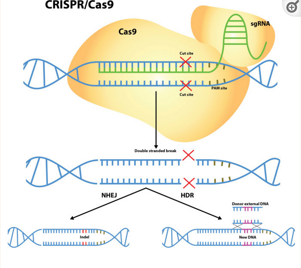 Figure demonstrates the process of CRISPR gene editing, targeting and selecting one gene and being able to remove and replace with an alternate gene to select for a specific trait