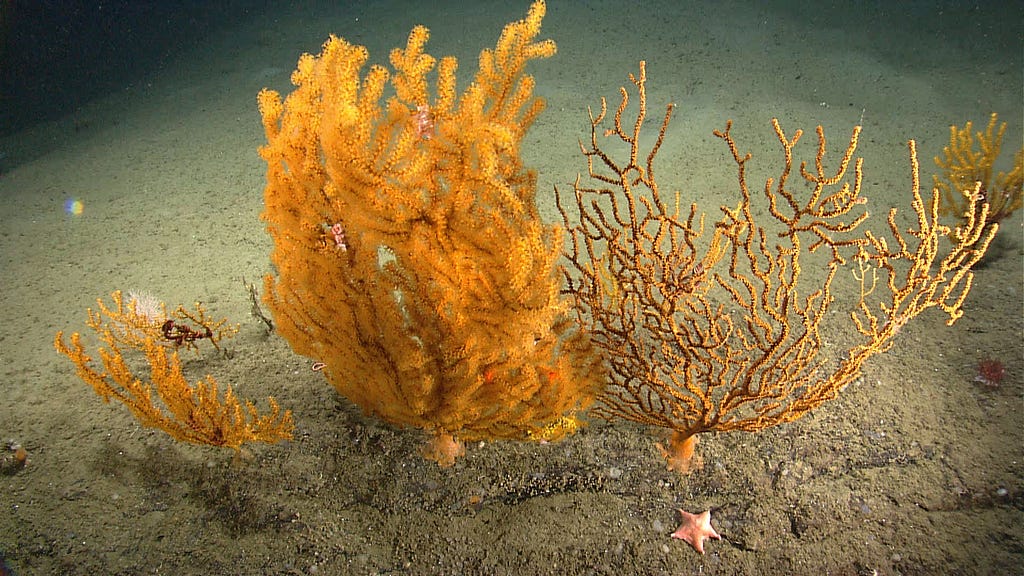 Multibranched, orange coral grows from a sandy bottom