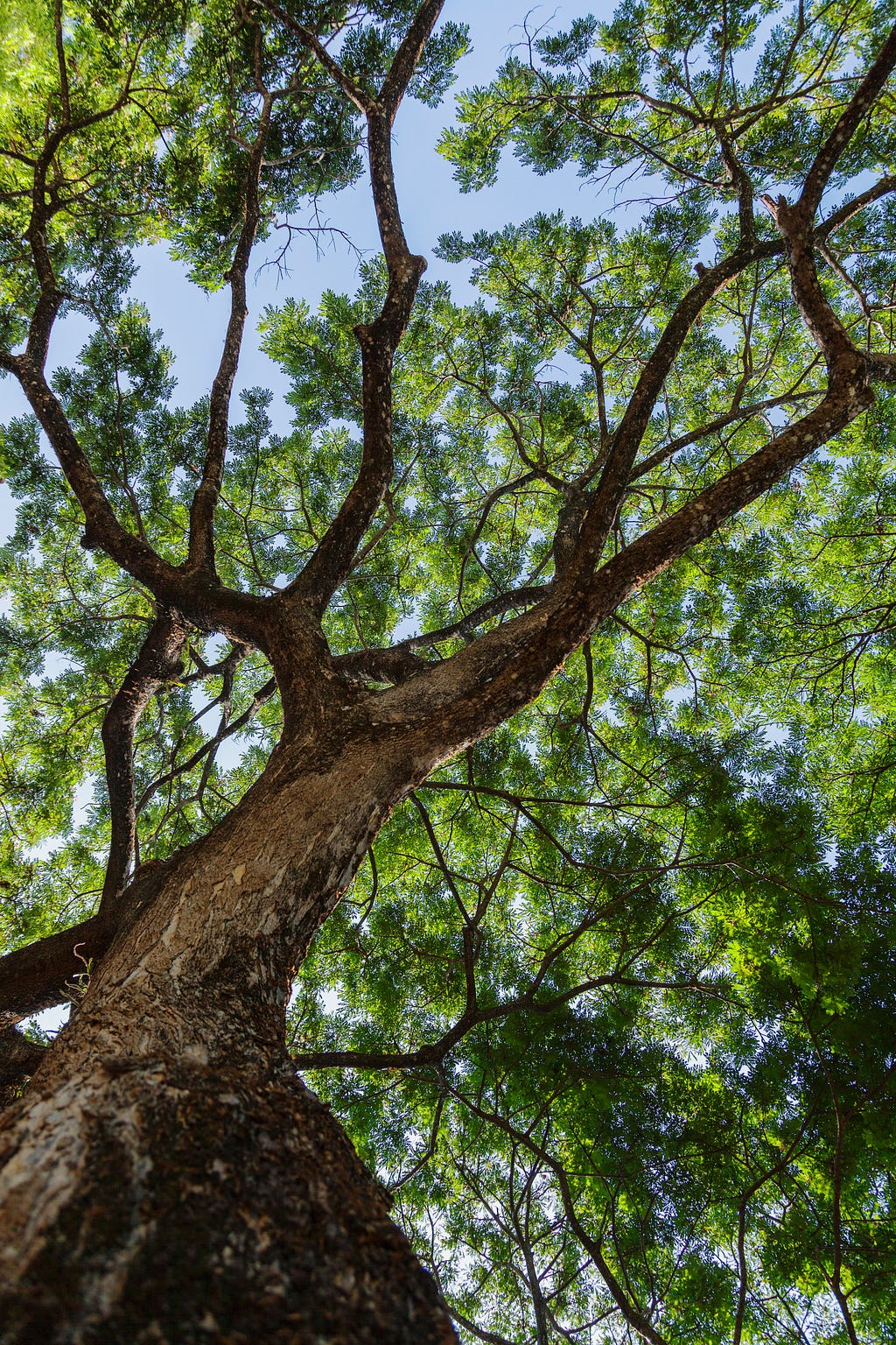Beautiful old green tree, picture taken from the ground, looking up at it from underneath.