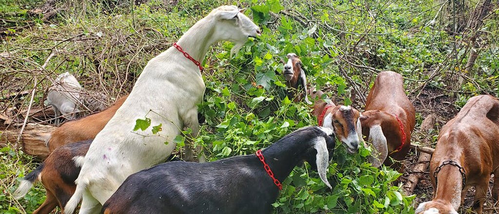 A group of 6 goats nibble on a thicket of weeds at Frick Park in Pittsburgh, Pennsylvania.