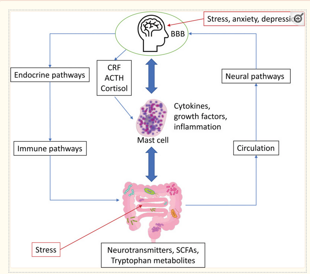The pathway of SARS-CoV2 infection triggers stress, which increases the release of corticotropin-releasing factor, adrenocorticotropic hormone, and cortisol. This stress can also disrupt the gut, altering the gut microbiota, changing the release of neurotransmitters and short-chain fatty acids, and affecting tryptophan metabolism.