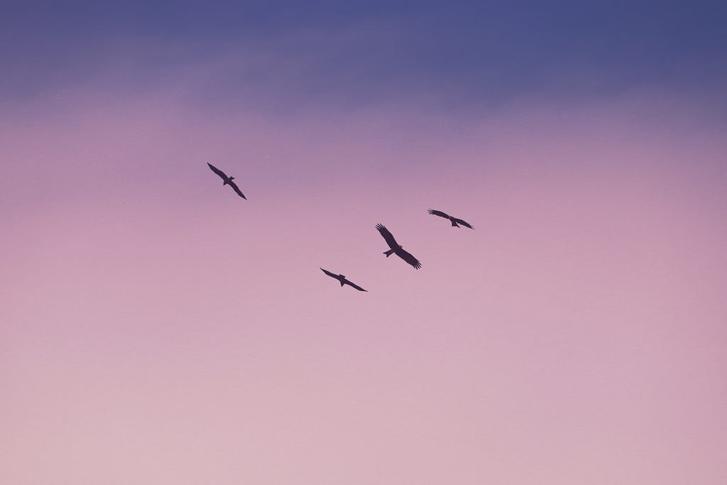 Cuatro águilas volando en un cielo rosado. Crédito: Saurav Mahto via Unsplash.