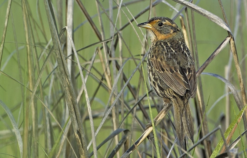 A bird — rusty, grayish and black with orange face markings —perches in tall grass.