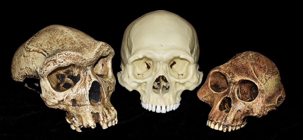 Three hominid skulls in a line with a black background.