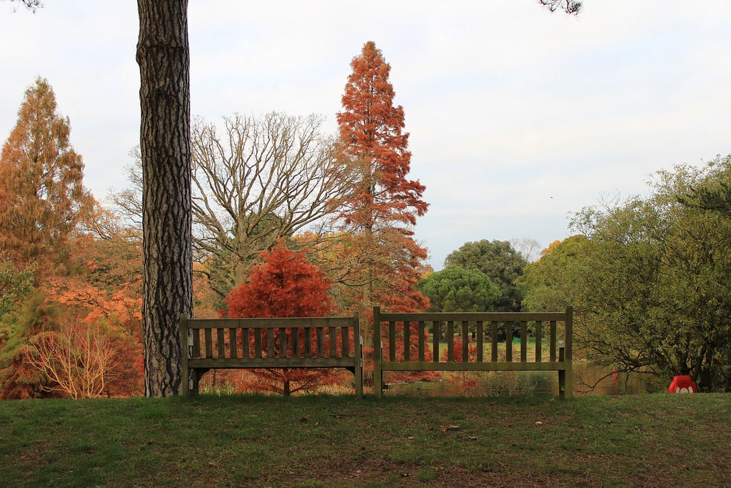 Two empty park benches overlooking a landscape of trees of different sizes, shapes and foliage colours.