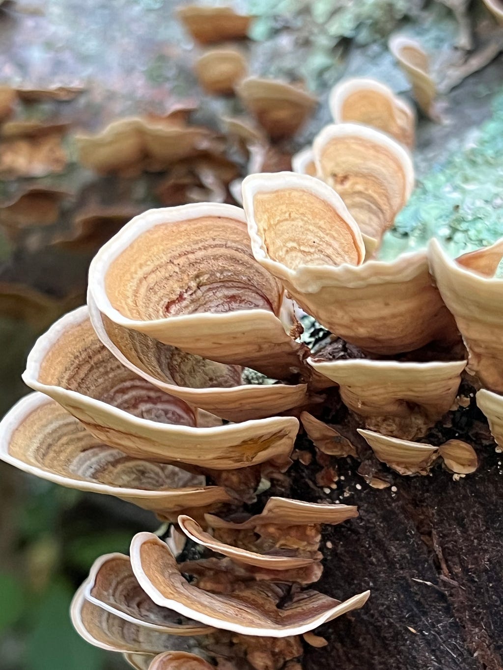 Photo of mushroom erupting from a dead tree stump
