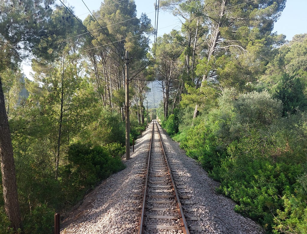 Train tracks leading into a green forest