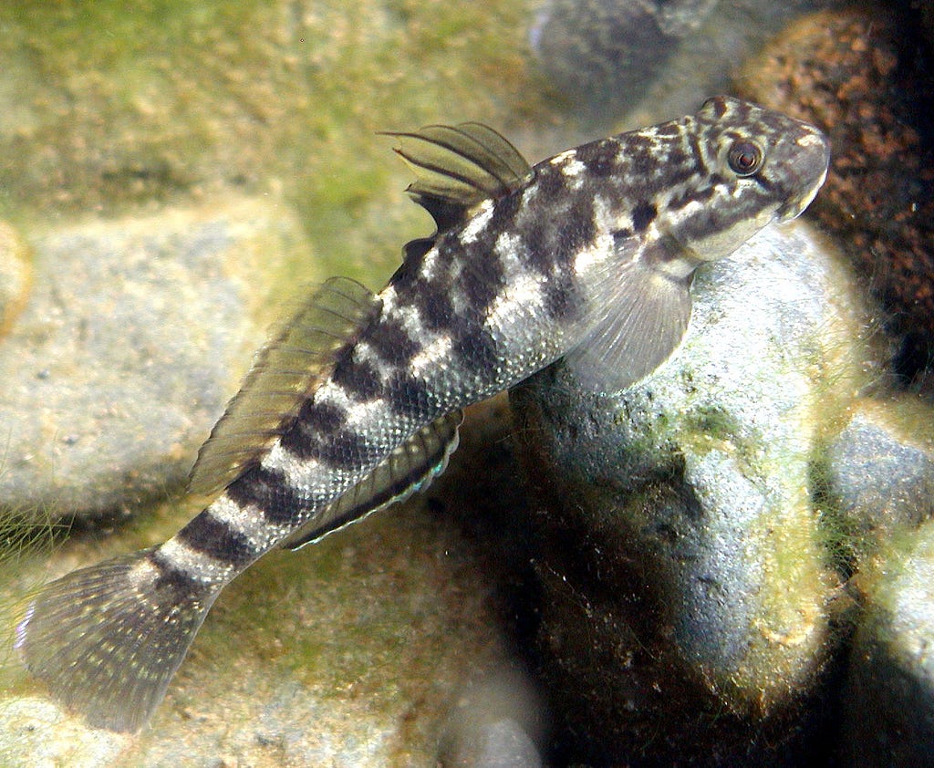 A silver fish with black spots sits on the bottom of a river. Below it are rocks.
