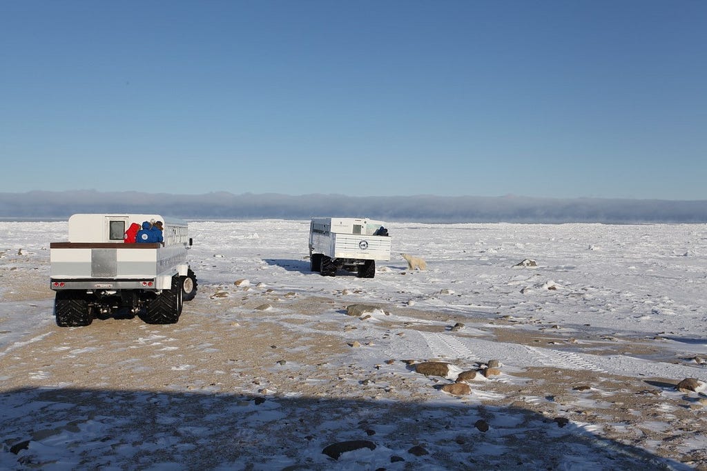 Two large trucks with open beds, each containing a few people in the back, approach a polar bear on snow-covered terrain.