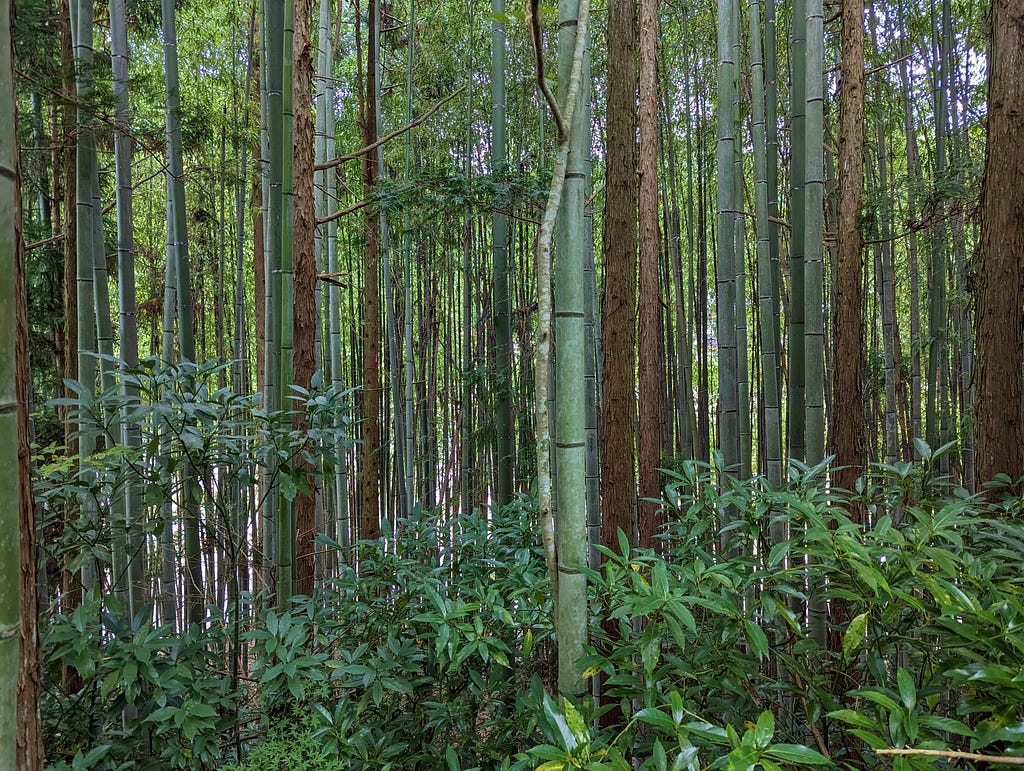 Thick bamboo stand of very thin, very close bamboo