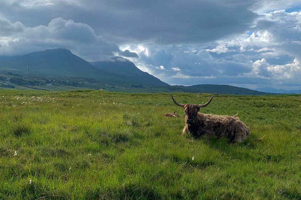 A great-horned highland cow rests in a scottish meadow below brooding mountains.